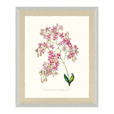 Bateman Orchid Giclée Print III from the New York Botanical Garden Archives | Frontgate | Frontgate