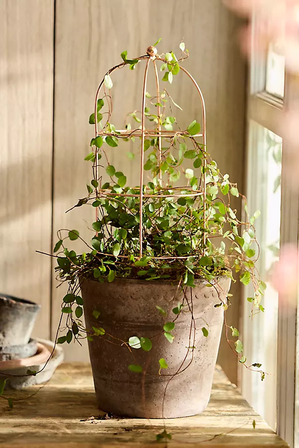 Domed Cylinder Iron Mini Trellis | Anthropologie (US)