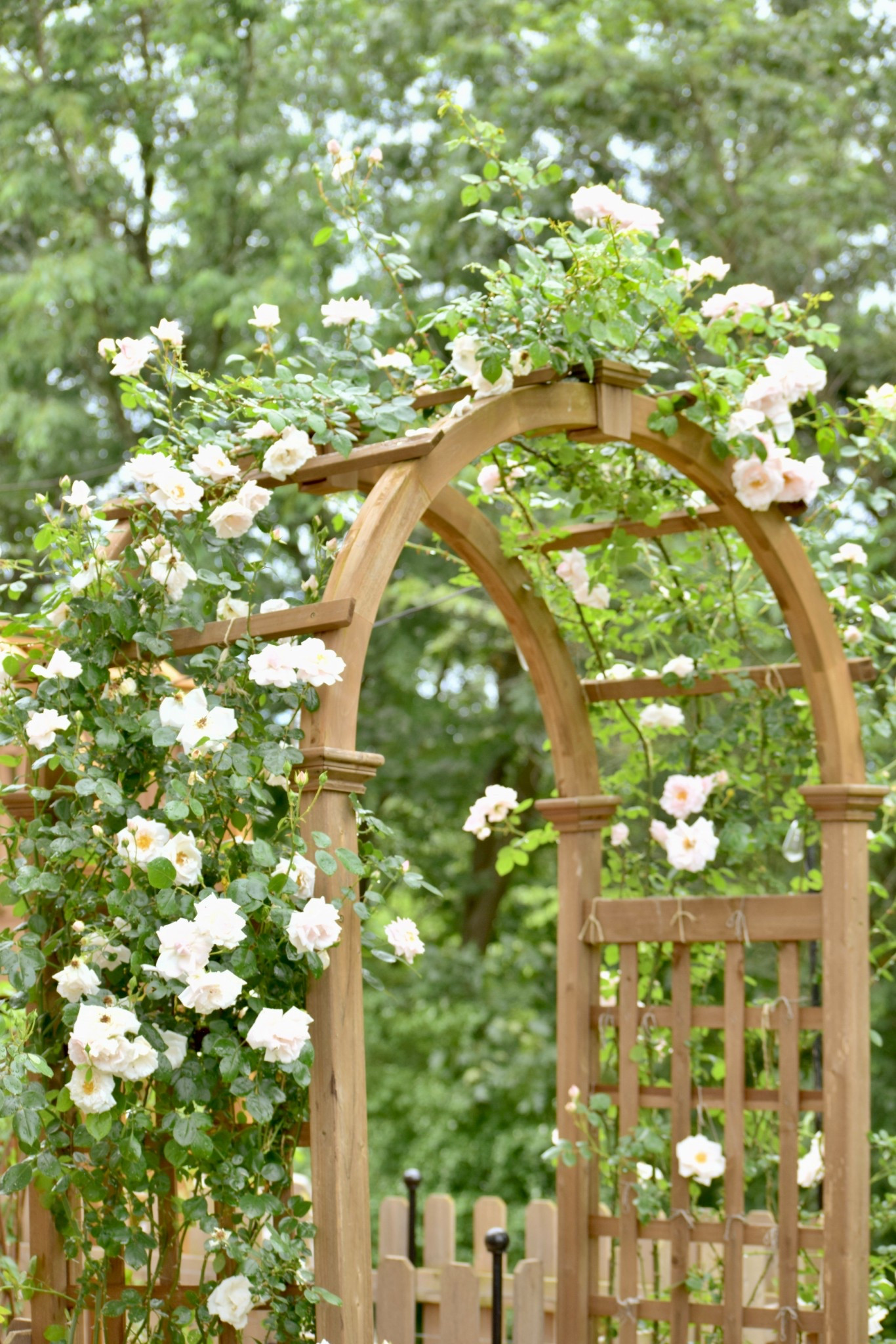 My cedar rose garden arbor in cedar is back in stock!!! Love its traditional English country vintage style!! 
Garden decor, Rose arbor, garden arbor, climbing rose, climbing roses, Bridgerton inspired, Bridgerton decor, fence, garden fence, birdbath, fountain, birdbath fountain pump, cedar arbor, outdoor living essentials, willow trellis, garden trellis, garden bench, concrete bench, outdoor decor, wedding arbor, garden design, spring, summerr

#LTKHome #LTKSeasonal #LTKdayinmylife