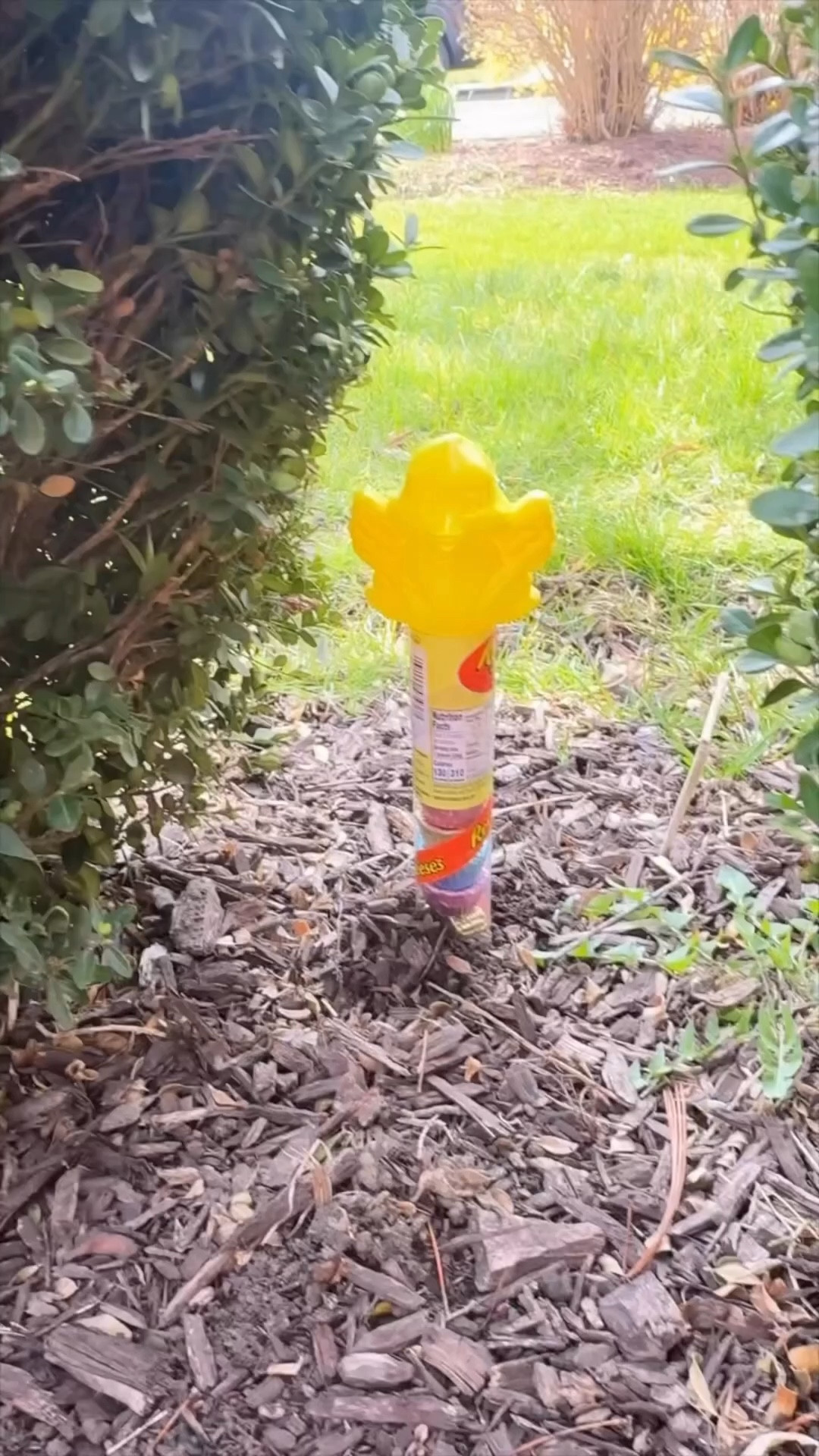 ✨ Magic Jelly Beans? Yes, it’s a thing!

Plant a few jelly beans before bedtime and let the Easter magic happen overnight. By morning, your little ones wake up to a sweet surprise growing in their place. It’s such a simple tradition but the excitement on their faces makes it so fun.

Add a few jelly beans to the ground (or a little pot), cover them up, and swap them out overnight for lollipops, chocolates, or a fun candy surprise. It’s an easy way to add a little extra magic to spring and Easter morning.

I linked a few of the supplies I like to use to make this tradition extra cute and easy to recreate.

#MagicJellyBeans #EasterTradition #SpringFun #EasterMagic #KidsActivities #FamilyTraditions #HolidayFun #EasterIdeas #LTKFamily

#LTKSeasonal #LTKKids