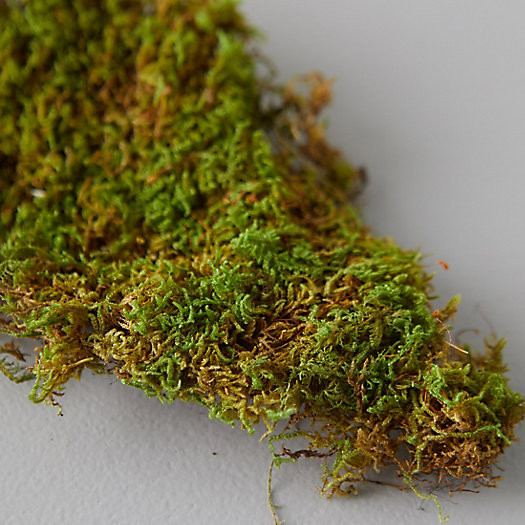 Preserved Sheet Moss | Terrain
