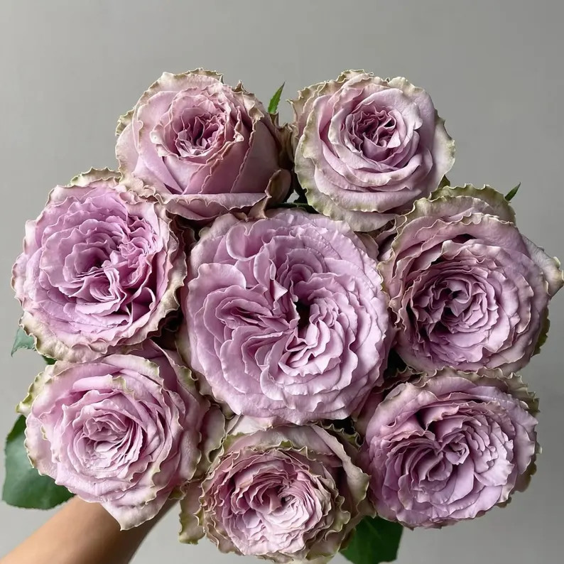 Princess  kaori 香织公主 small Medium plant.1-1. 2 year. | Etsy (US)