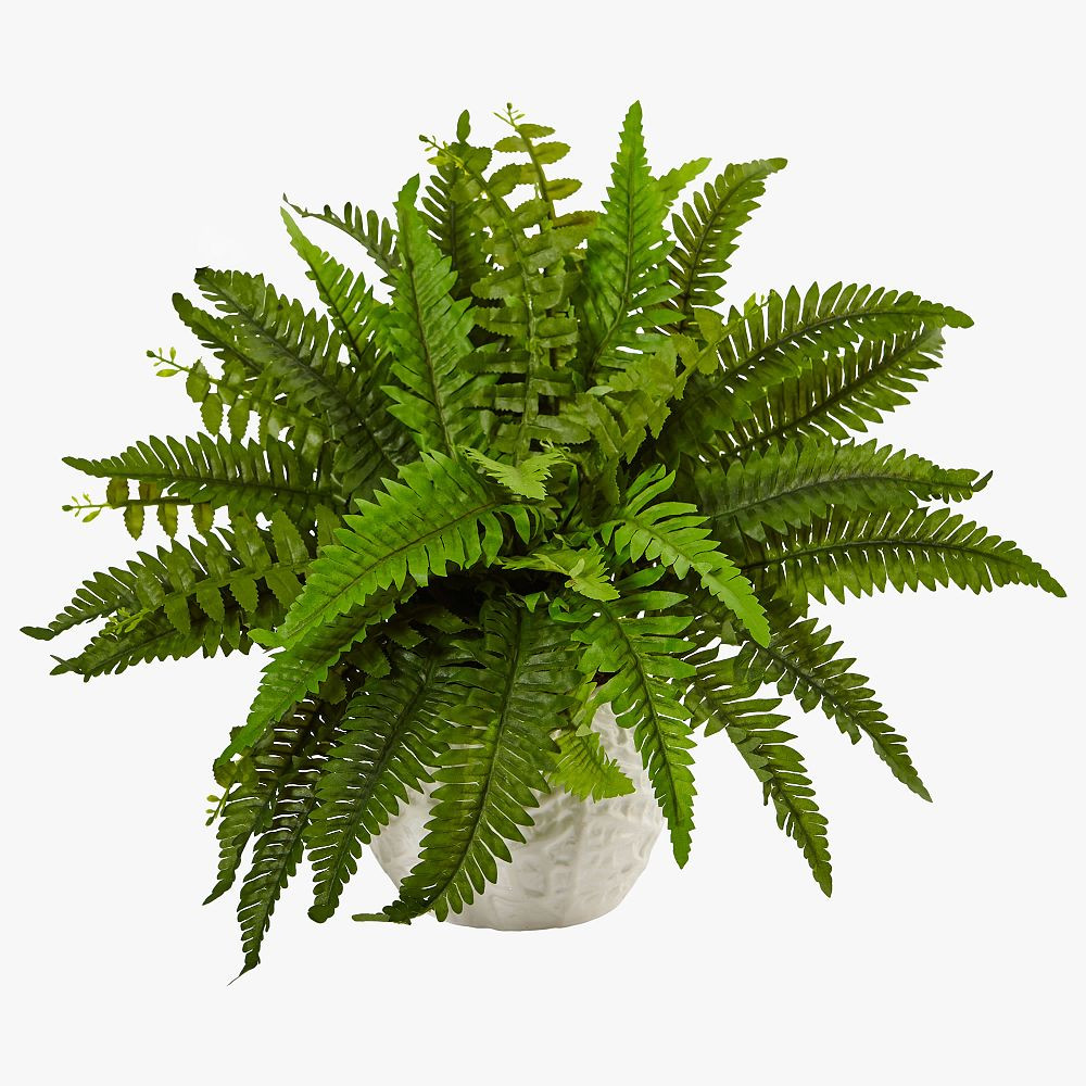 Boston Fern in White Planter | Pottery Barn Teen
