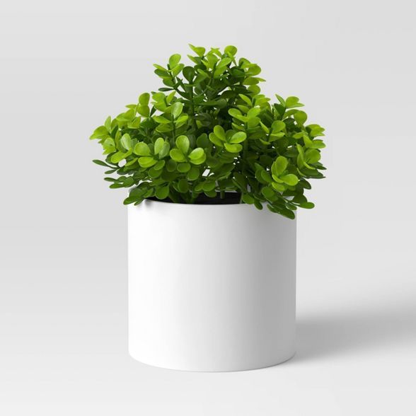 Boxwood Plant - Threshold™ | Target