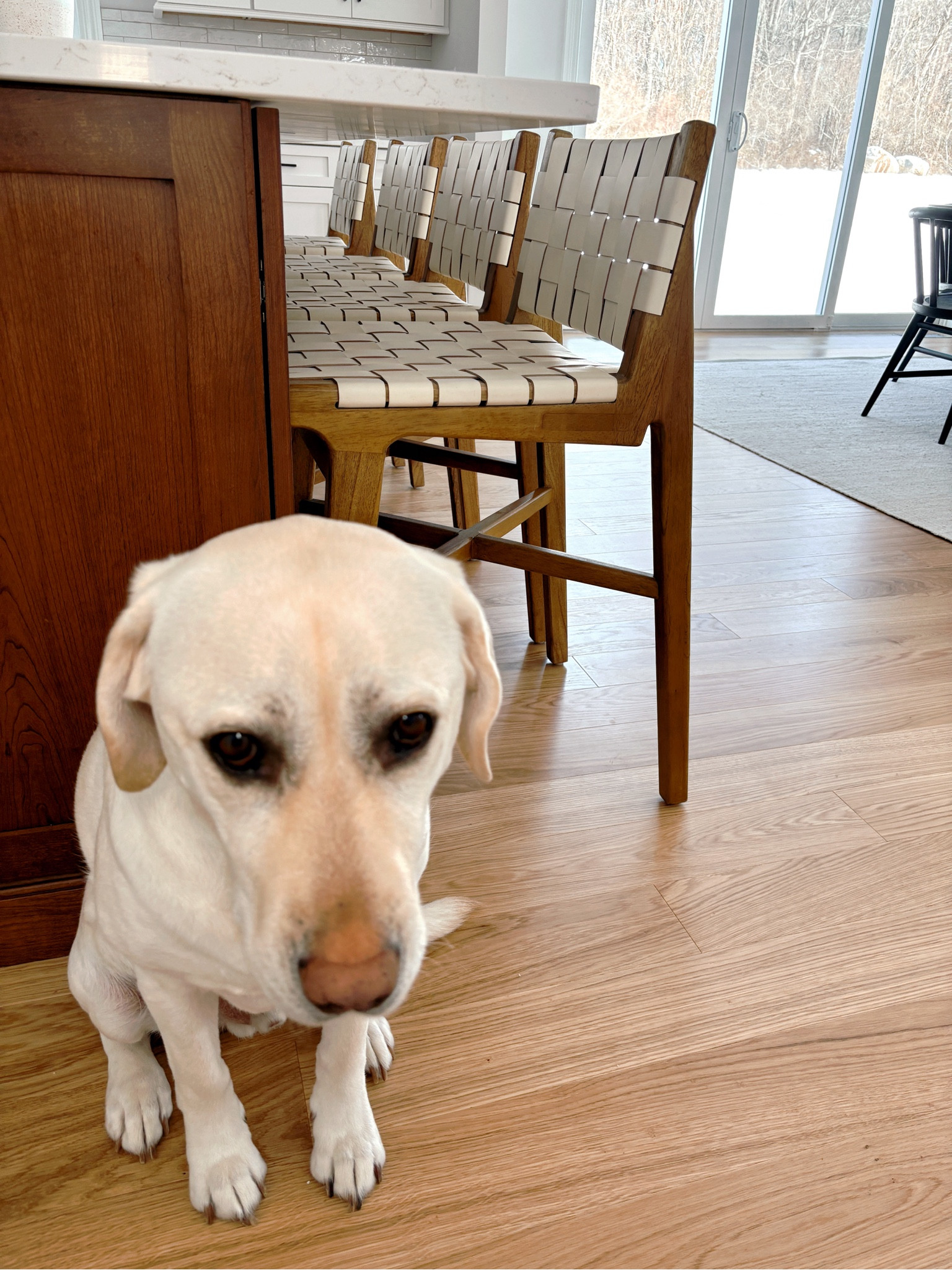Counter Stools with a side of Labrador 🦮

#LTKhome #LTKstyletip #LTKfamily