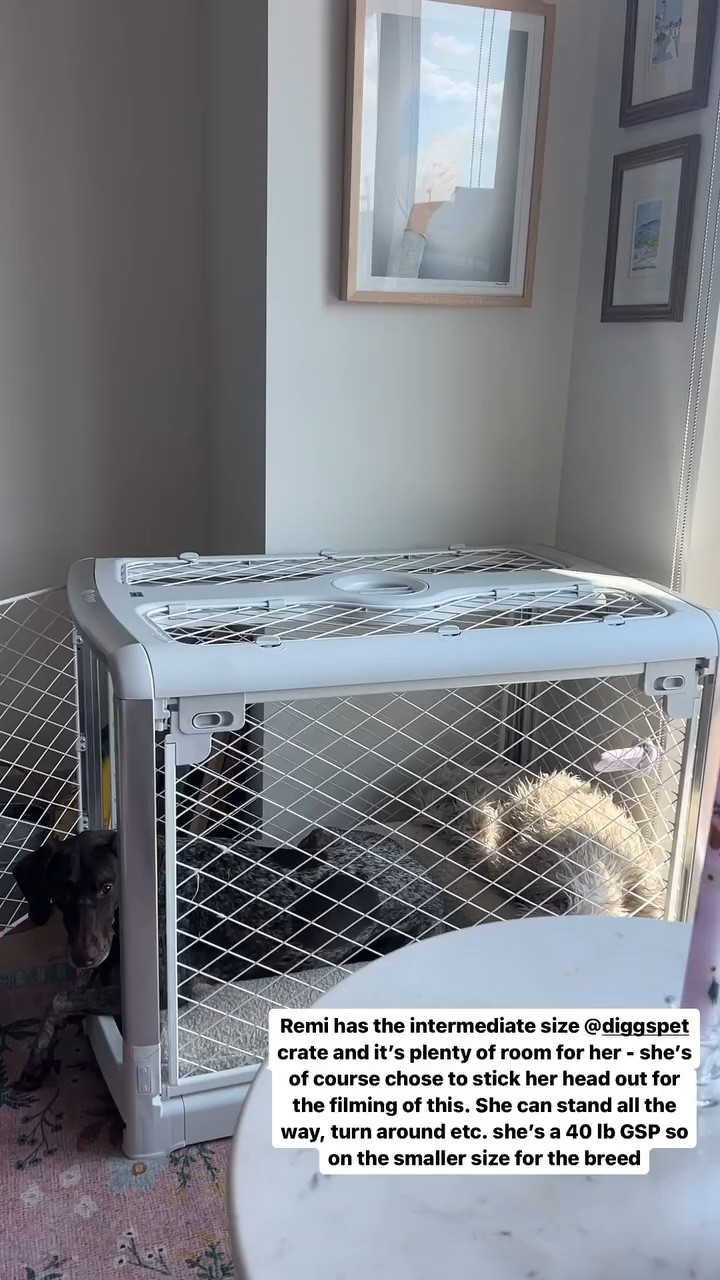 Diggs dog crate, aesthetic dog crate, white dog crate Remi has the intermediate size @diggspet crate and it’s plenty of room for her - she’s of course chose to stick her head out for the filming of this. She can stand all the way, turn around etc. she’s a 40 lb GSP so on the smaller size for the breed

#LTKVideo #LTKHome