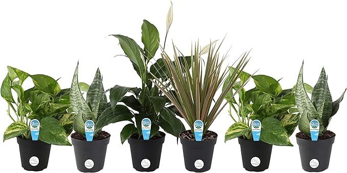Costa Farms Assorted Foliage Clean Air Live House Plant Collection, 8-Inches Tall, Green | Amazon (US)