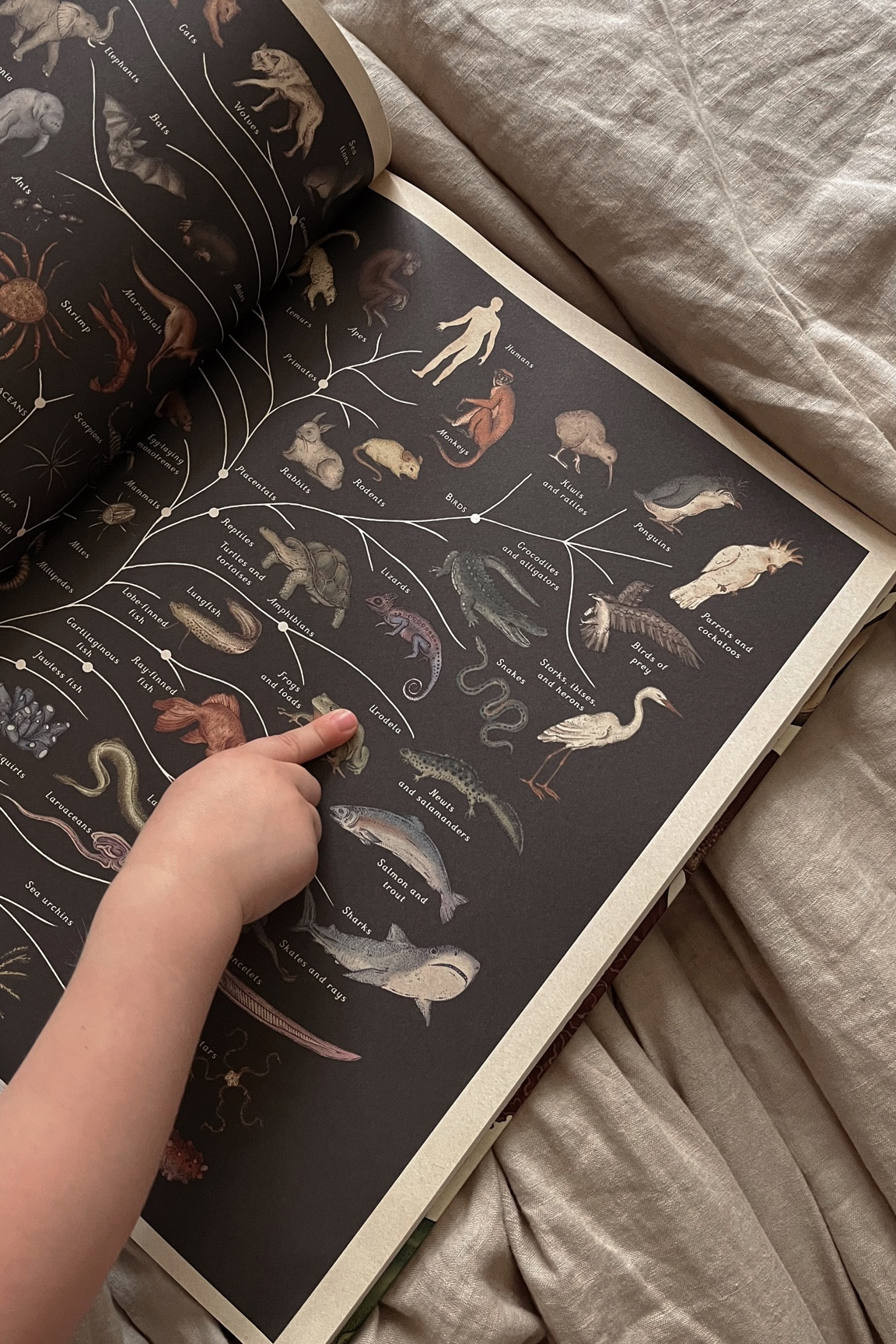 Animal picture book, animal illustrations, kids book, homeschool, learning animals, kids books, beautiful children’s books, educational book, homeschool resource, amazon books, amazon kids find, book display, family read, story time, activity book, animal activity 

#LTKhome #LTKfamily #LTKkids