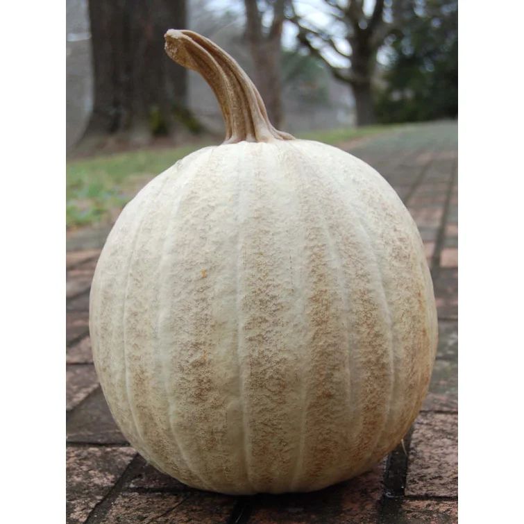 Twisted Stem Pumpkin | Wayfair North America