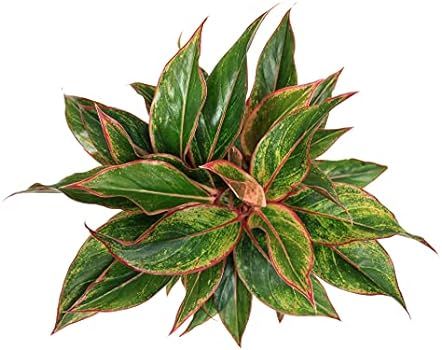 Costa Farms Aglaonema Live Indoor Plant, 14-Inches Tall, Ships in White-Natural Décor Planter, G... | Amazon (US)