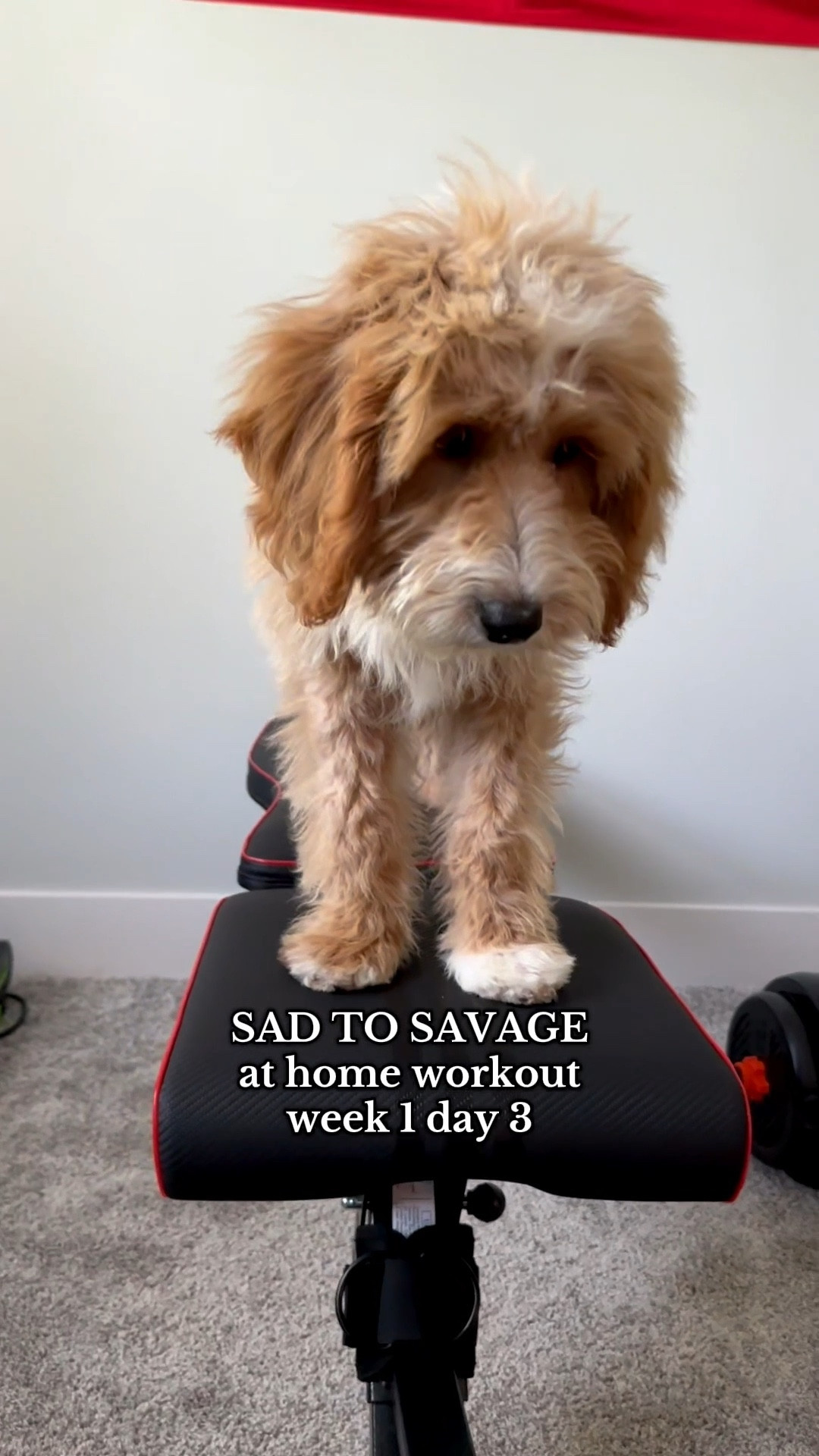 If you’ve been thinking about doing the Sad to Savage workout program ✨this is your sign✨ I’m doing it from home with my Amazon equipment (linked on my LTK + Amazon storefront), dog chaos, and a lot of determination!!

Comment if you’re doing the program right now too!

#workout #workoutplan #workouts #workoutfromhome #workoutclothes #dog #puppy #chaos #sadtosavage #shelbysacco #health #nutrition #pilates #strength #strengthtraining #habits #routine @Shelby Sacco 


#LTKFindsUnder100 #LTKHome #LTKActive