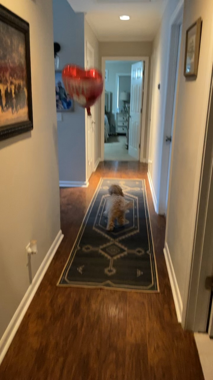 Ruggable is having a Presidents Day sale! 15-20% off!! I’m obsessed with my runner and I have the same rug at our front door! With 3 dogs it’s nice to know I can just throw them in the wash when needed! 

#LTKsalealert #LTKhome #LTKSpringSale