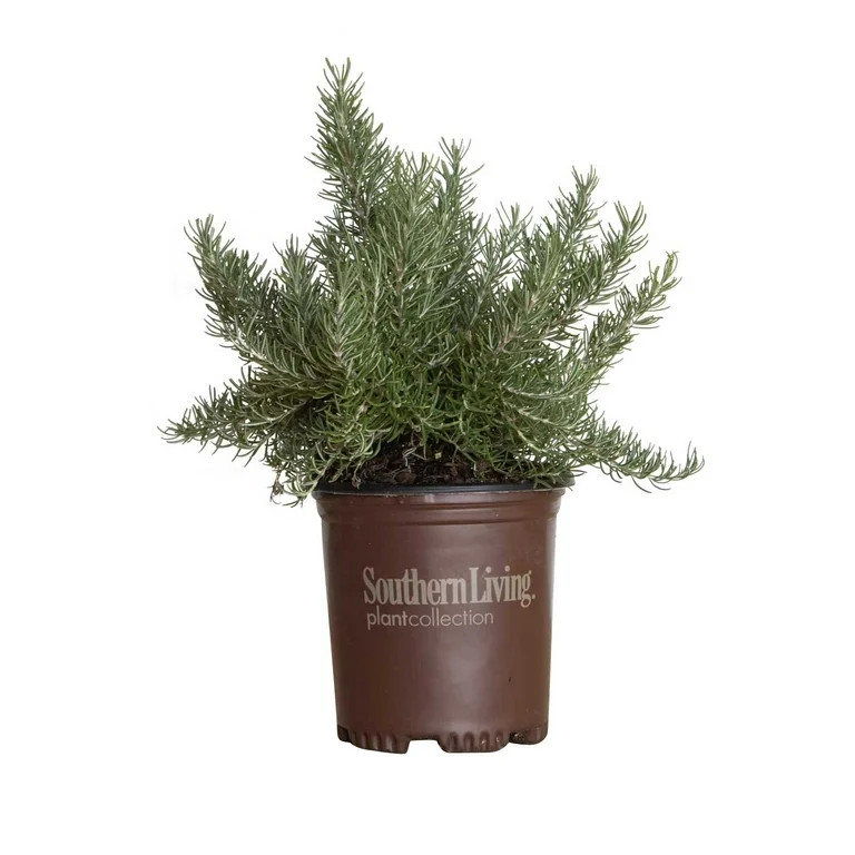 Southern Living Chef's Choice Rosemary Live Shrub in 2.5-Quart Grower Pot | Walmart (US)