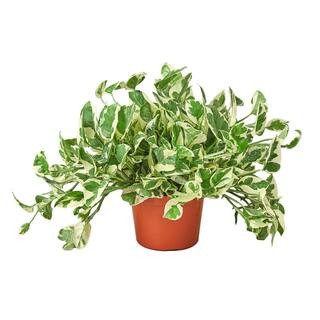Pothos N'Joy Epipremnum Pinnatum Plant in 6 in. Grower Pot | The Home Depot
