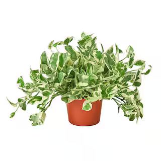 Pothos N'Joy Epipremnum Pinnatum Plant in 6 in. Grower Pot | The Home Depot