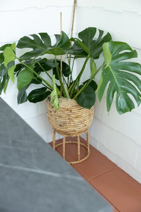 Beautiful tropical floor plant. Perfect for summer decorating in the sunroom! 🪴

#LTKhome #LTKFind #LTKSeasonal