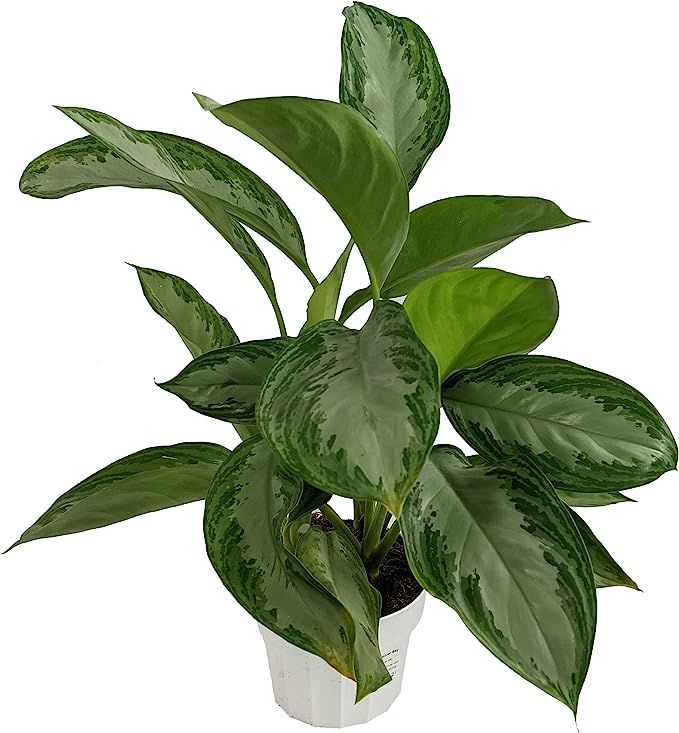 Generic Chinese Evergreen Silver Bay (Aglaonema 'Silver Bay') Live Houseplant, 6 Pot | Amazon (US)