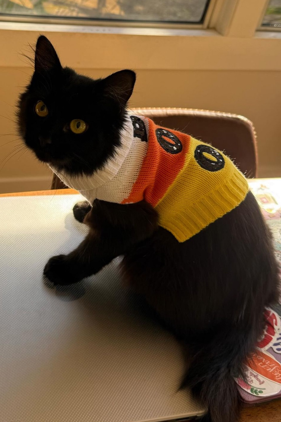 Sweater weather!🎃

#LTKStyleTip #LTKFindsUnder50 #LTKHalloween