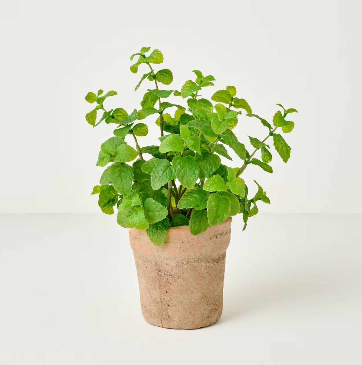 Potted Mint Plant | Magnolia