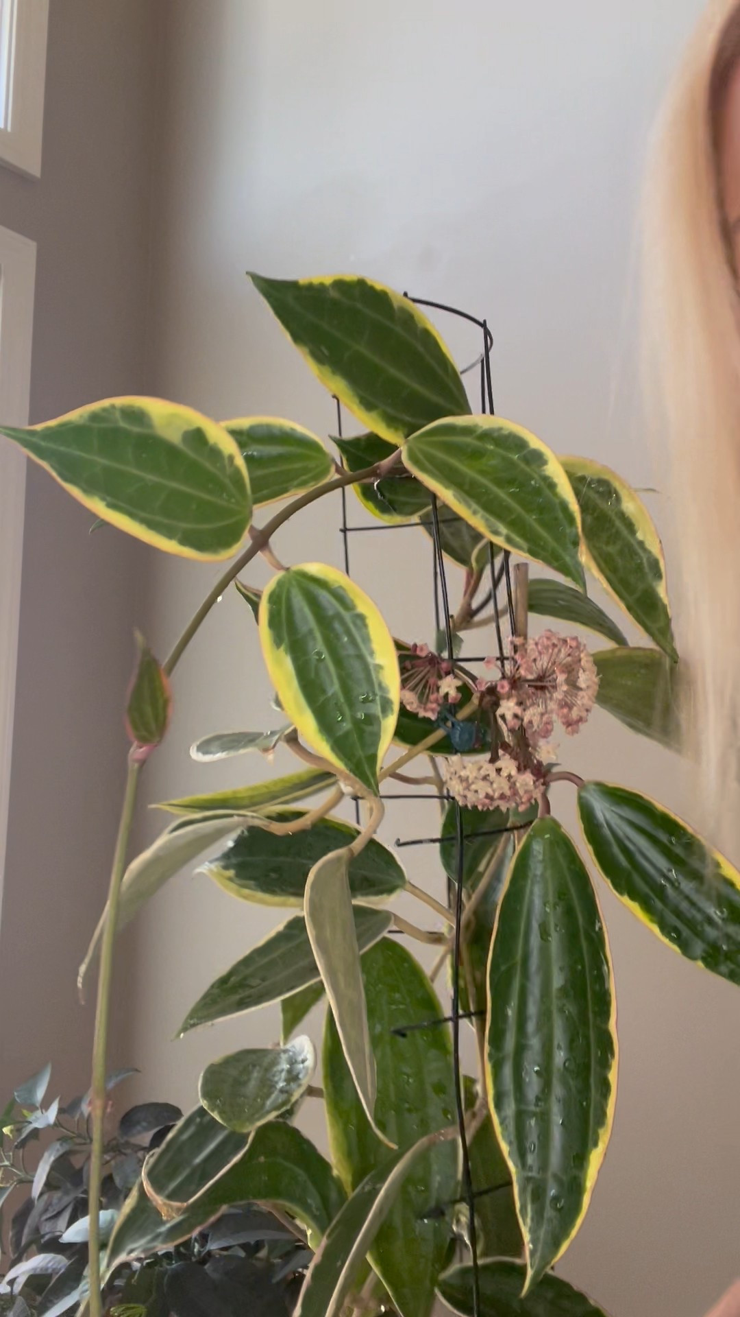 #hoyamacrophyllaalbomarginata aka #hoyalatifoliaalbomarginata is a plant that seems to creep in the winter and leap with growth in the summer. It pretty much needs hot temps to be happy. It can survive in normal household conditions, but it thrives in the summer heat & humidity. It’s outside this summer!

Liz’s personal experience only…every environment is different:
🪴Name: #hoyamacrophyllavariegata 
🪴Water: when dry
🪴Avg Temp last 30 days: 88F
🪴Relative Humidity last 30 days: 70%
🪴Fussy: can be
🪴Rate of growth: medium 
🪴Rareness: common
🪴Growing Medium: cactus soil amended with coco husks
🪴Growing location: outdoors right now 
🪴Fertilizer frequency: I use a nutrient diverse fertilizer that is perfect for Hoyas about every other watering while I’m seeing active growth. I stop if the plant is in dormancy. The fertilizer I use, contains macro & micronutrients, it’s the best I’ve found for hoyas!
🌸Age until 1st bloom: none yet 
🪴Would Liz recommend this one: yes, but it is a bit finicky so I don’t think it’s a good plant for a beginner even though it’s often found in stores. 

👍follow for more & 🏷️ save for future reference 

#ilovehoyas #hoyacollector #hoyahead #hoyaappreciation #hoyacollection #plantsmakemehappy #ihavethisthingwithplants #easilydistractedbyplants 

#LTKFindsUnder100 #LTKFindsUnder50 #LTKHome