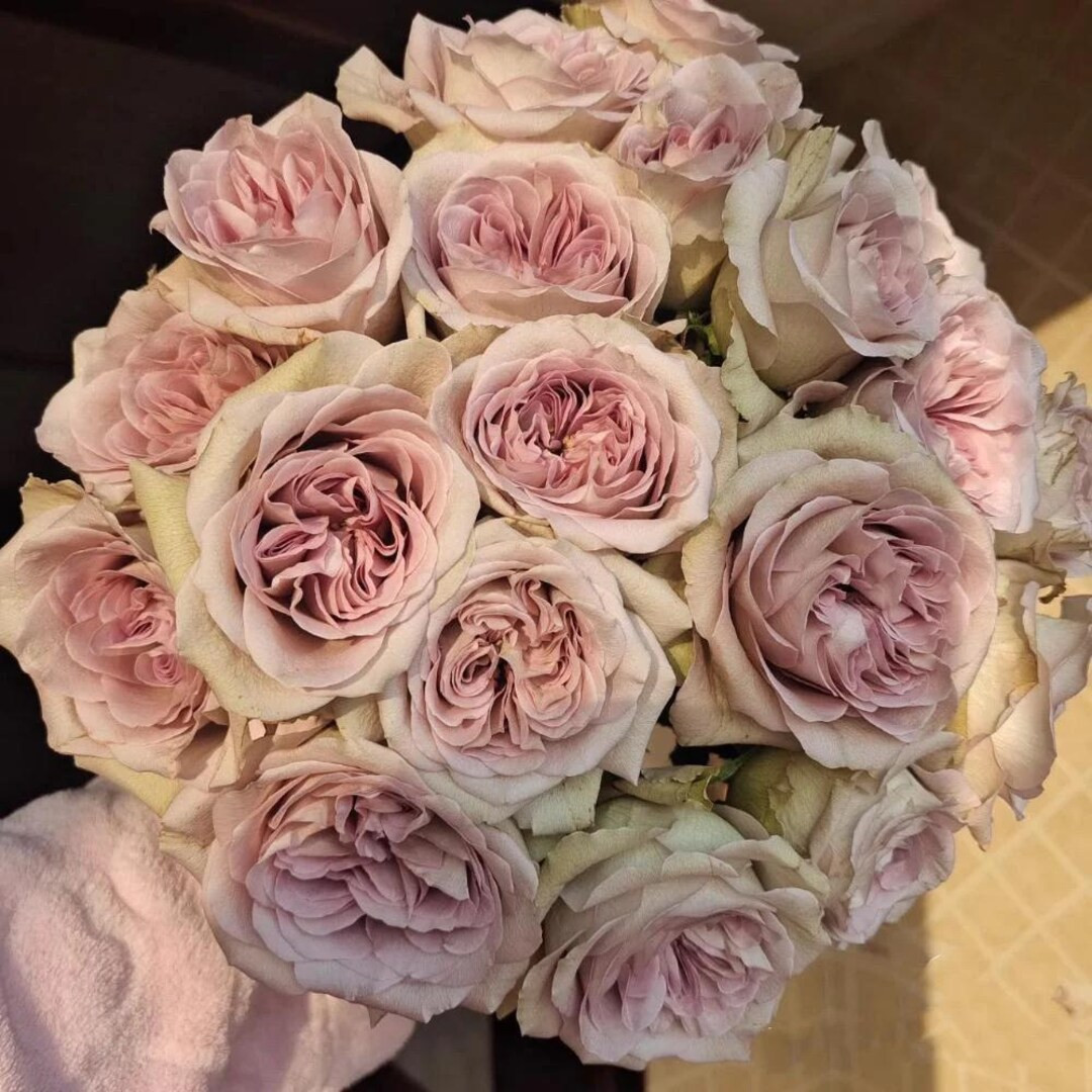 Notre Dame — Rare Rose Live Plant — Vintage Lilac Grey Purple Blooms — VIP Netherlands Flor... | Etsy (US)