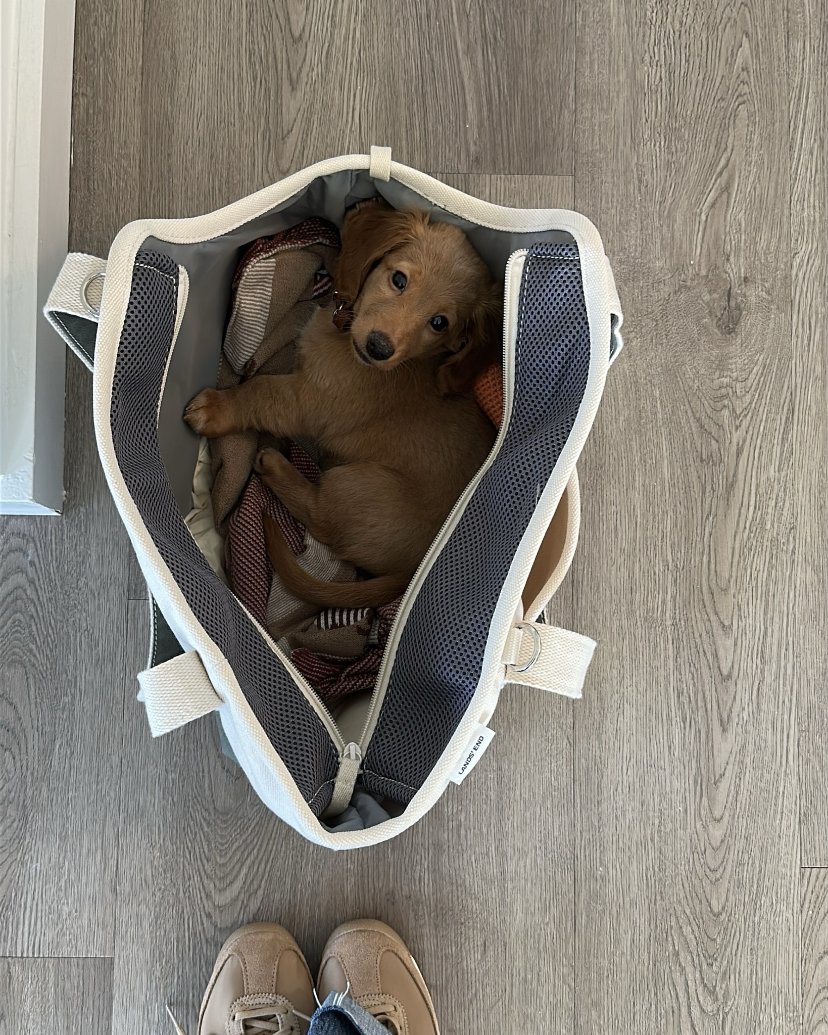 favorite pet carrier bag!🤍🐾 

#LTKPets