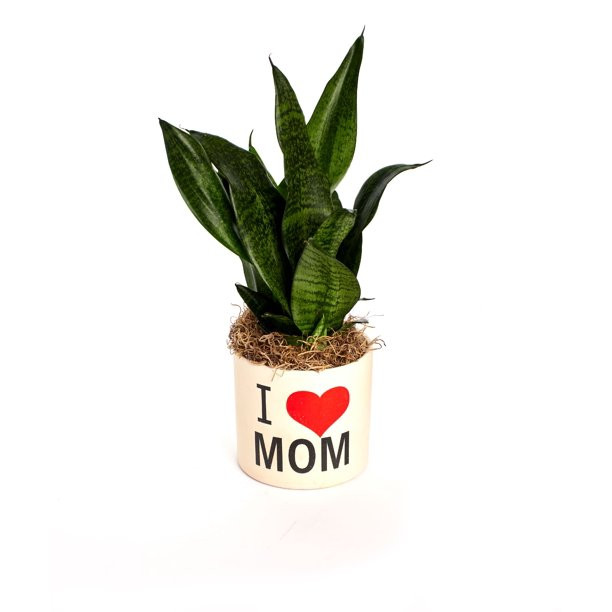 I Love Mom Planter with House Plant | House Plant | Mom | Walmart (US)