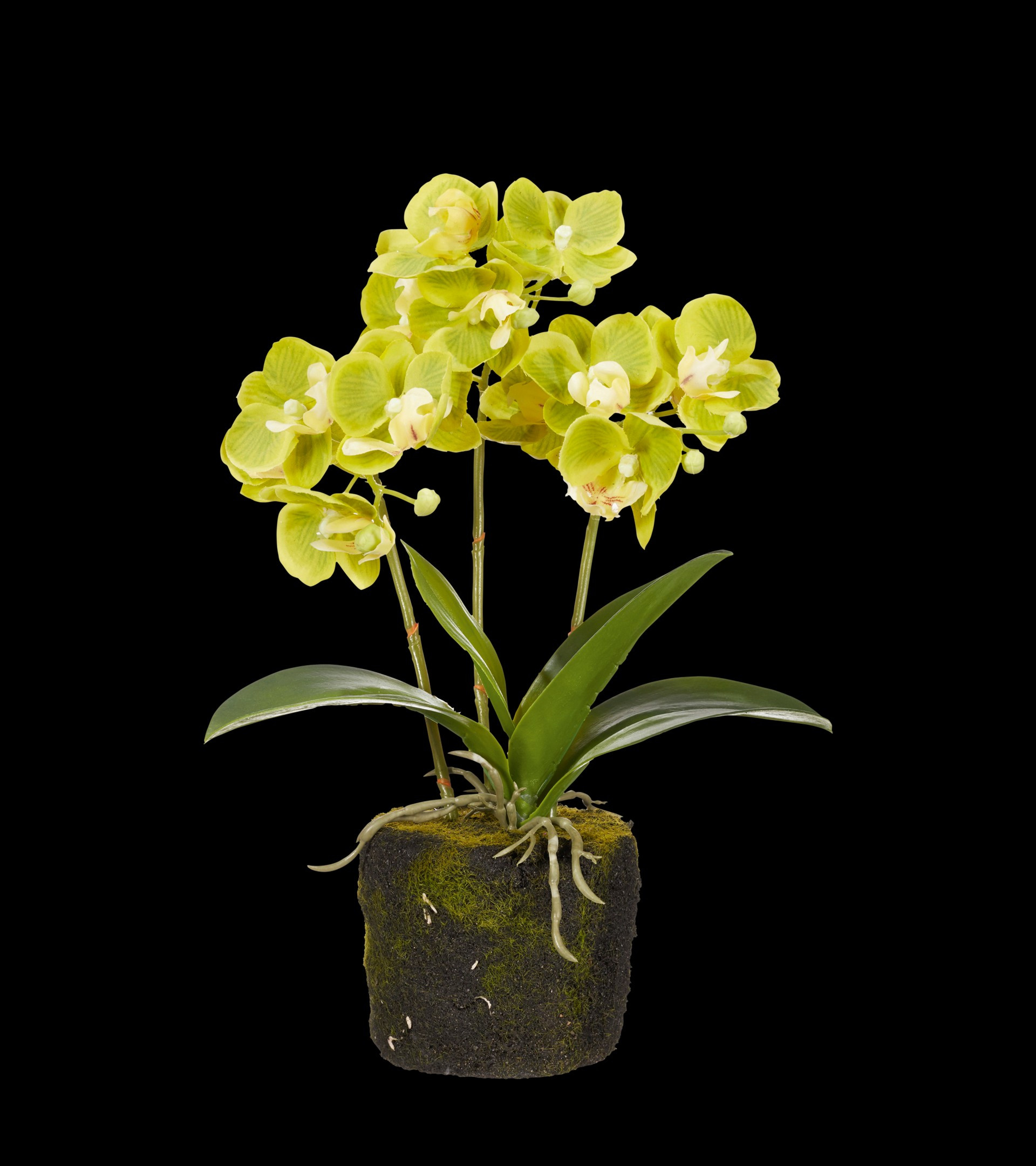 Faux Mini Orchid - Green | OKA US