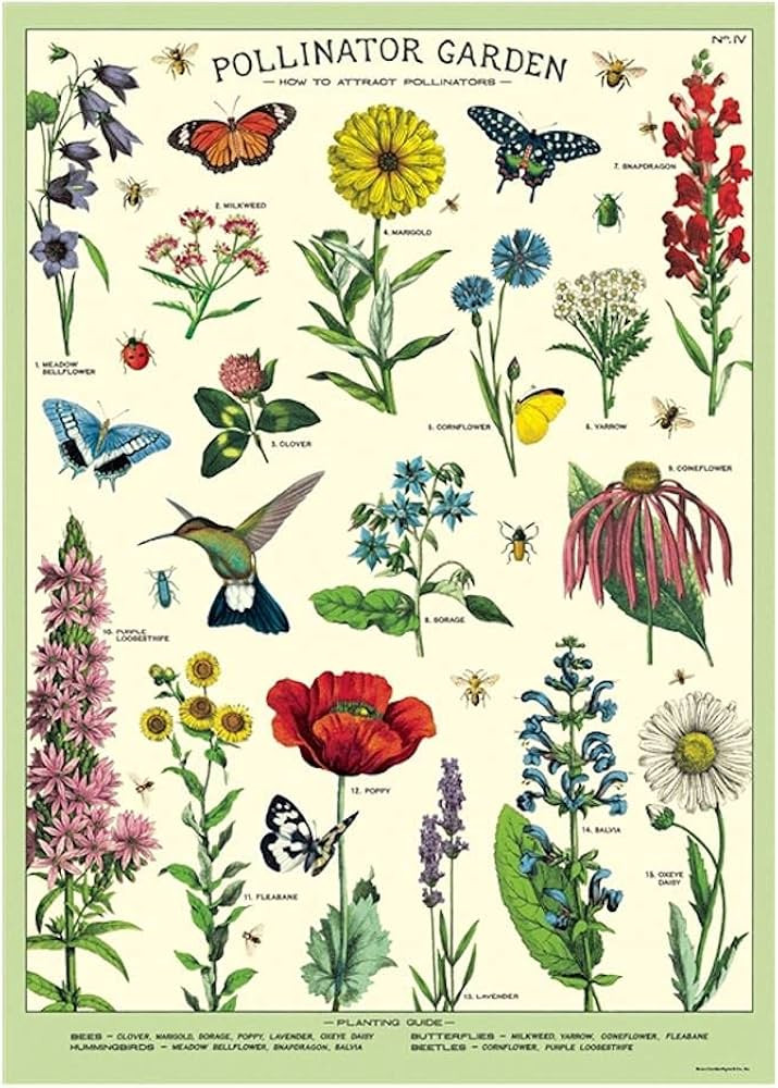 Cavallini Decorative Wrap Poster, Pollinators, 20 x 28 Inch Italian Archival Paper (WRAP/POL) | Amazon (US)