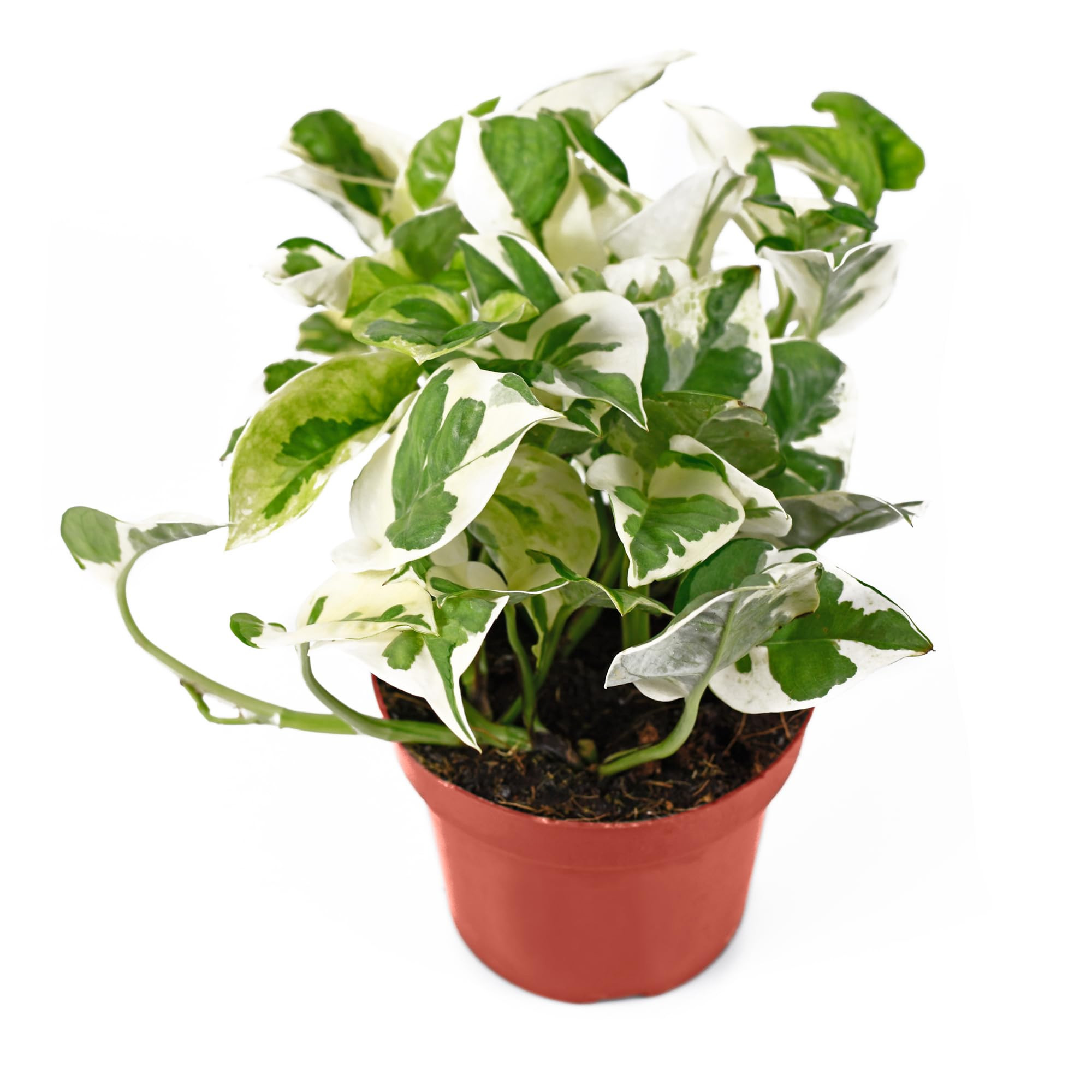 California Tropicals Pothos 'N Joy - 4" Live Plant - Variegated White and Green Leaves - Easy to ... | Amazon (US)