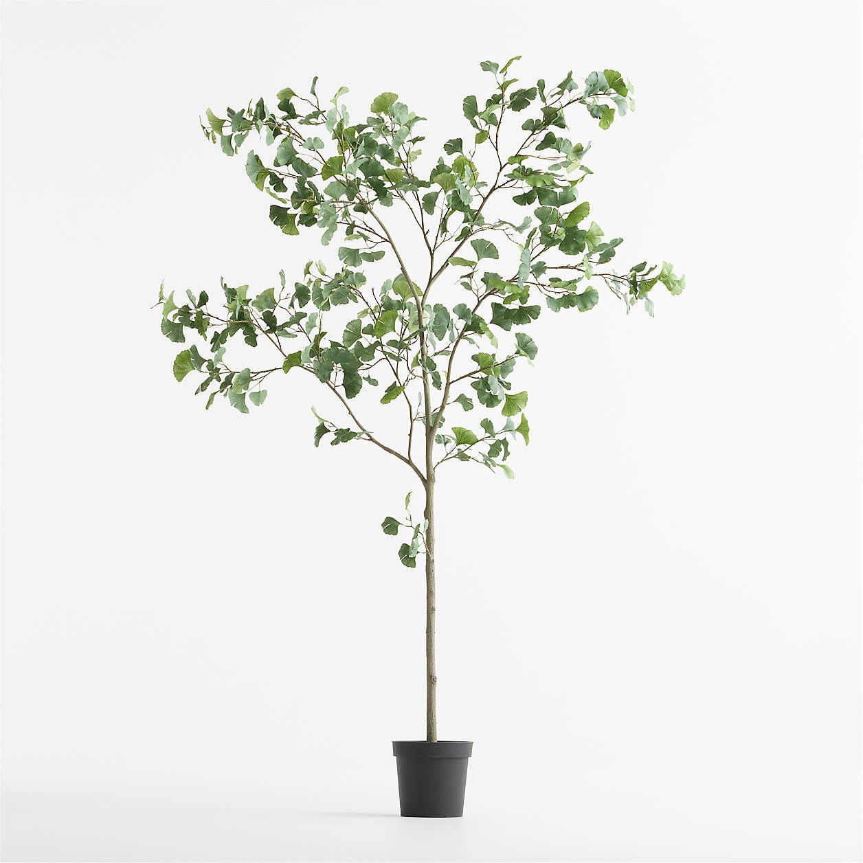 Potted Faux Ginkgo Tree 8' + Reviews | Crate & Barrel | Crate & Barrel