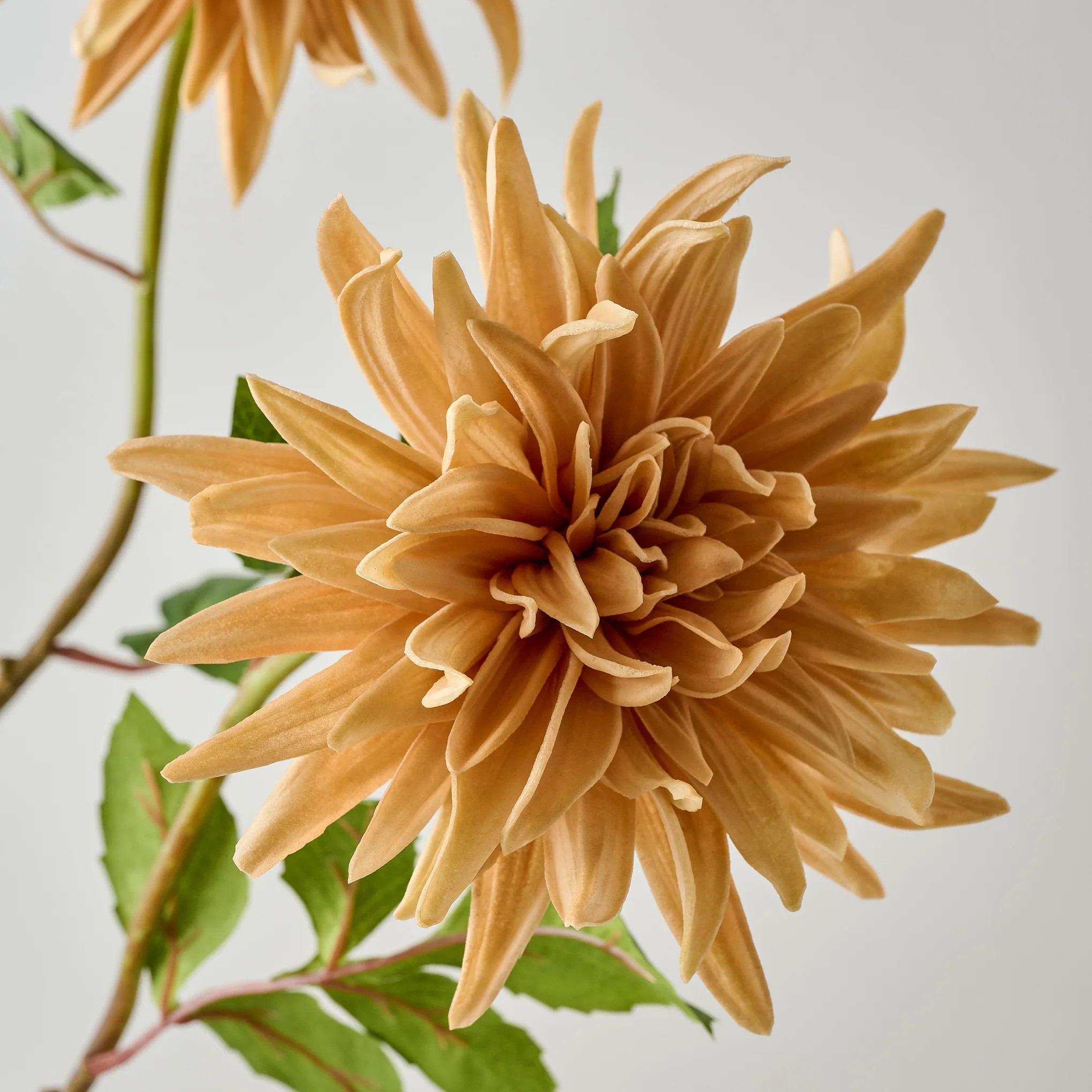 Autumnal Dahlia | Magnolia