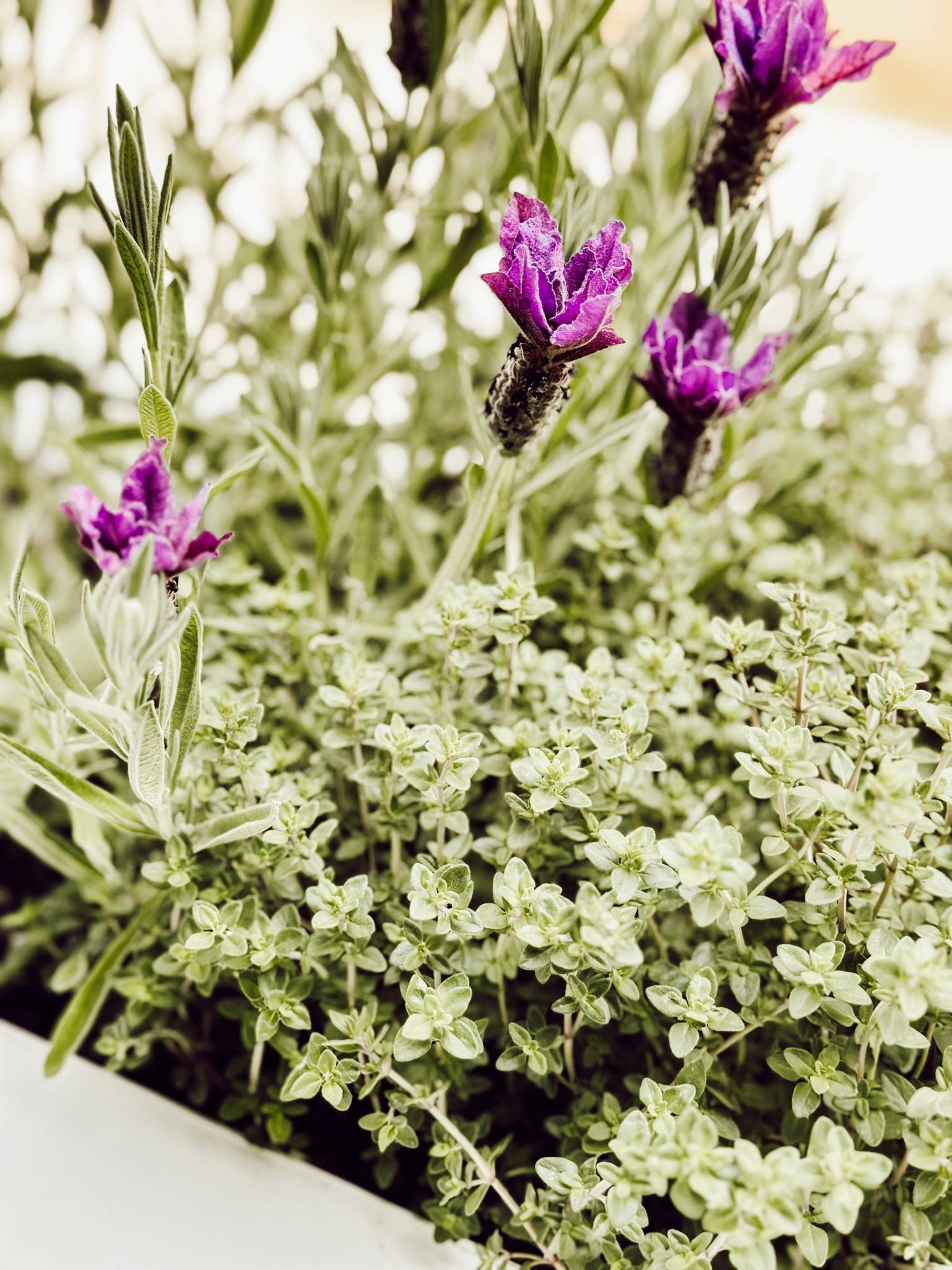 Here’s the link to the window box we have outside our kitchen window filled with fresh herbs!

#LTKSeasonal #LTKFind #LTKhome