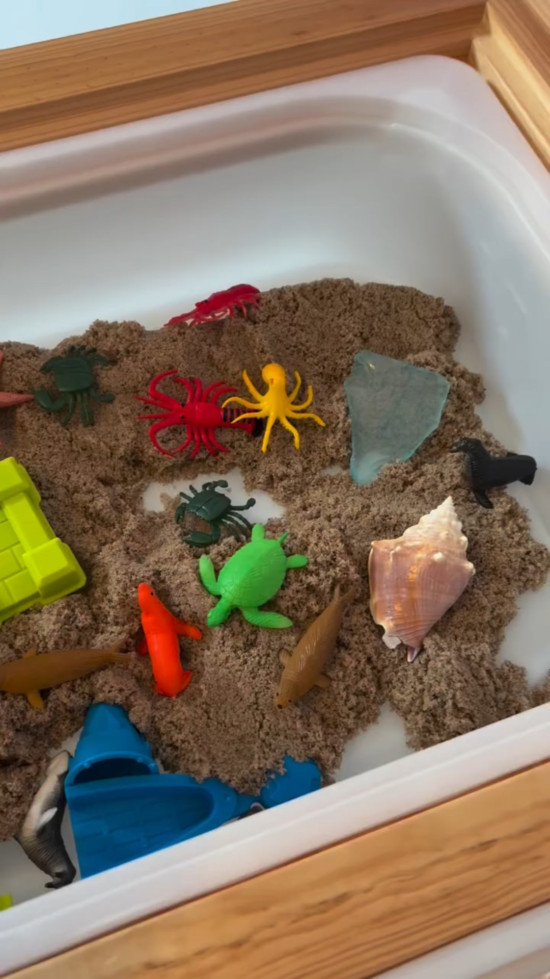 Summer’s not over yet! We switched out our sensory bin for an ocean theme & are soaking up these last few weeks of summer 🌊☀️

For this one we added our favorite @kineticsand, some ocean animals, pom poms, beach glass, sea shells, and @learningresources ocean emotions 🐳🦀🪸

Comment OCEAN for what we used to be sent directly to you or follow the link in my bio! ☺️

#toddlermom #momlife #toddleractivities #parenting #toddlerlife #ot #occupationaltherapy #finemotorskills #sensory #sensoryplayideas #sensorybin #sensoryactivity #summer #kidsactivity