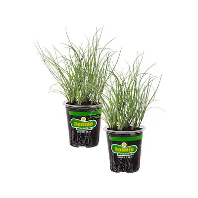 Bonnie Plants 2 -Pack Chives Plant in Pot | Lowe's
