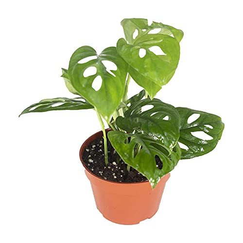 California Tropicals Monstera Adansonii Real Live Indoor Houseplants - Big Low Light Tropical Pla... | Amazon (US)