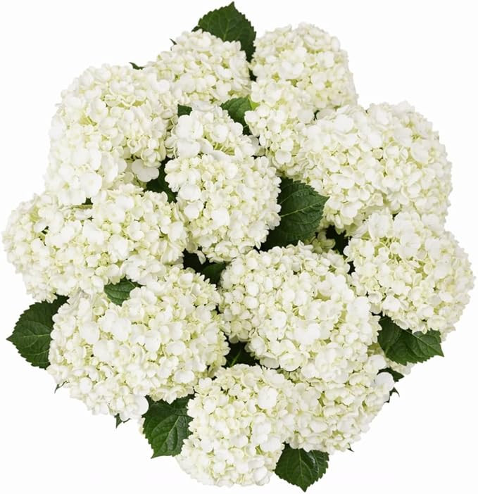 GlobalRose 20 White Hydrangea Flowers Responsibly Sourced Hand-Picked Fresh Bouquet for Graduatio... | Amazon (US)