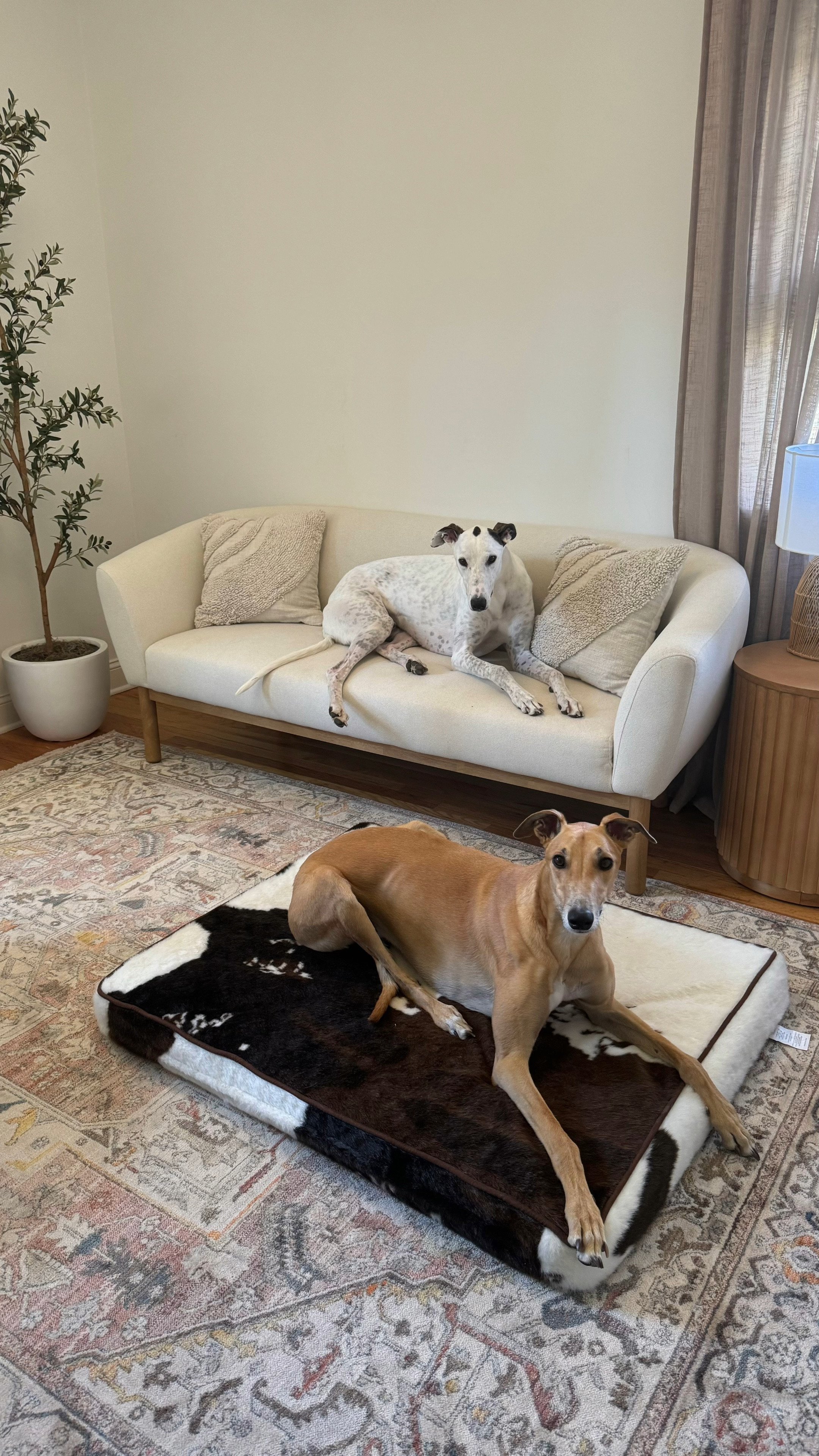 This is for my fellow dog parents that also like to spoil their dogs😂 Opening my new Amazon dog bed (size jumbo)! I cannot decide if I like the “cowhide” look in my office… 

Filmed this awhile ago - we have since bought a second one of these beds because our pups love them, they look so good in in our living room… but still iffy on how they look in here! I need all the advice🙏🏻
I love when functional items work as home decor!

Amazon home, Amazon home decor, Amazon pets, Amazon finds, dog bed decor, cute dog bed, cute dog accessories, greyhound owner

#LTKhome