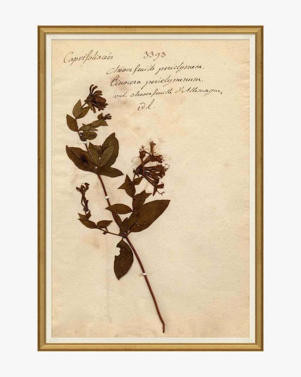 Herbarium Study IV | McGee & Co.