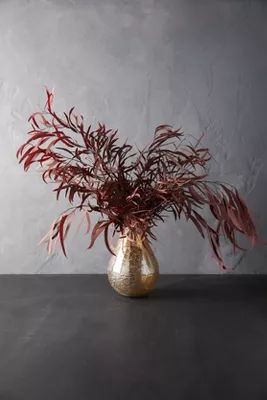 Preserved Eucalyptus Nicoly Bunch | Anthropologie (US)