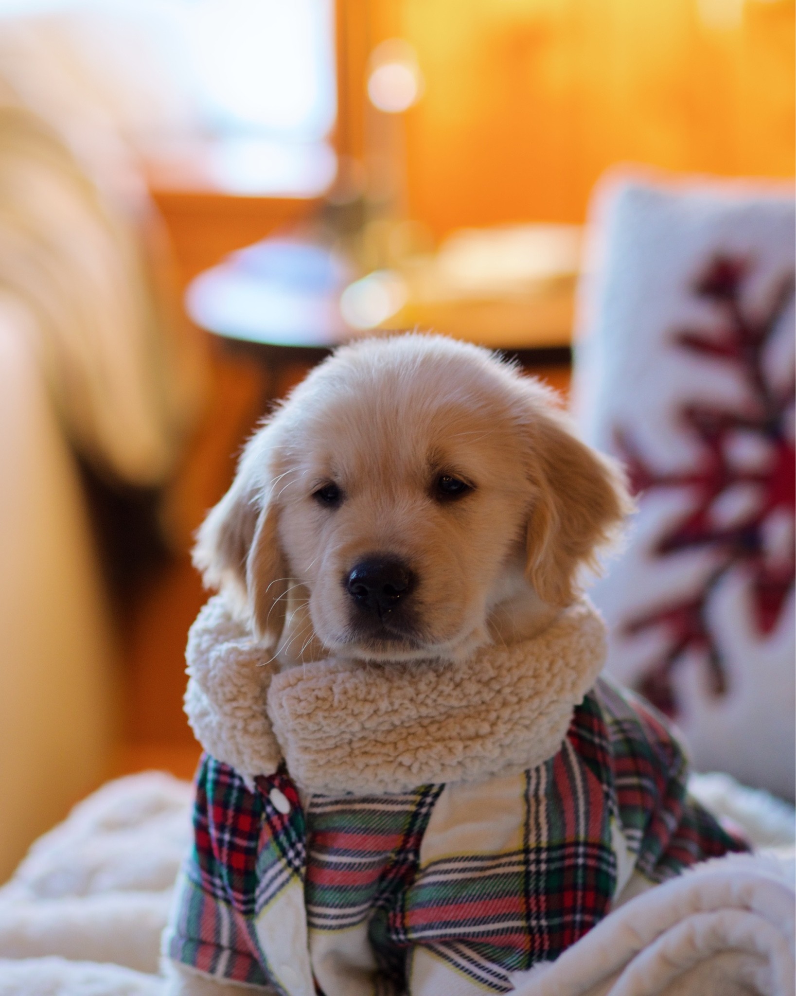 Comet’s Christmas PJ’s from last year-Linked similar!

#LTKSeasonal #LTKHoliday #LTKstyletip