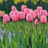 Pink Impression Tulip Bulbs Top Size Tulips Large Tulipa | Etsy (US)