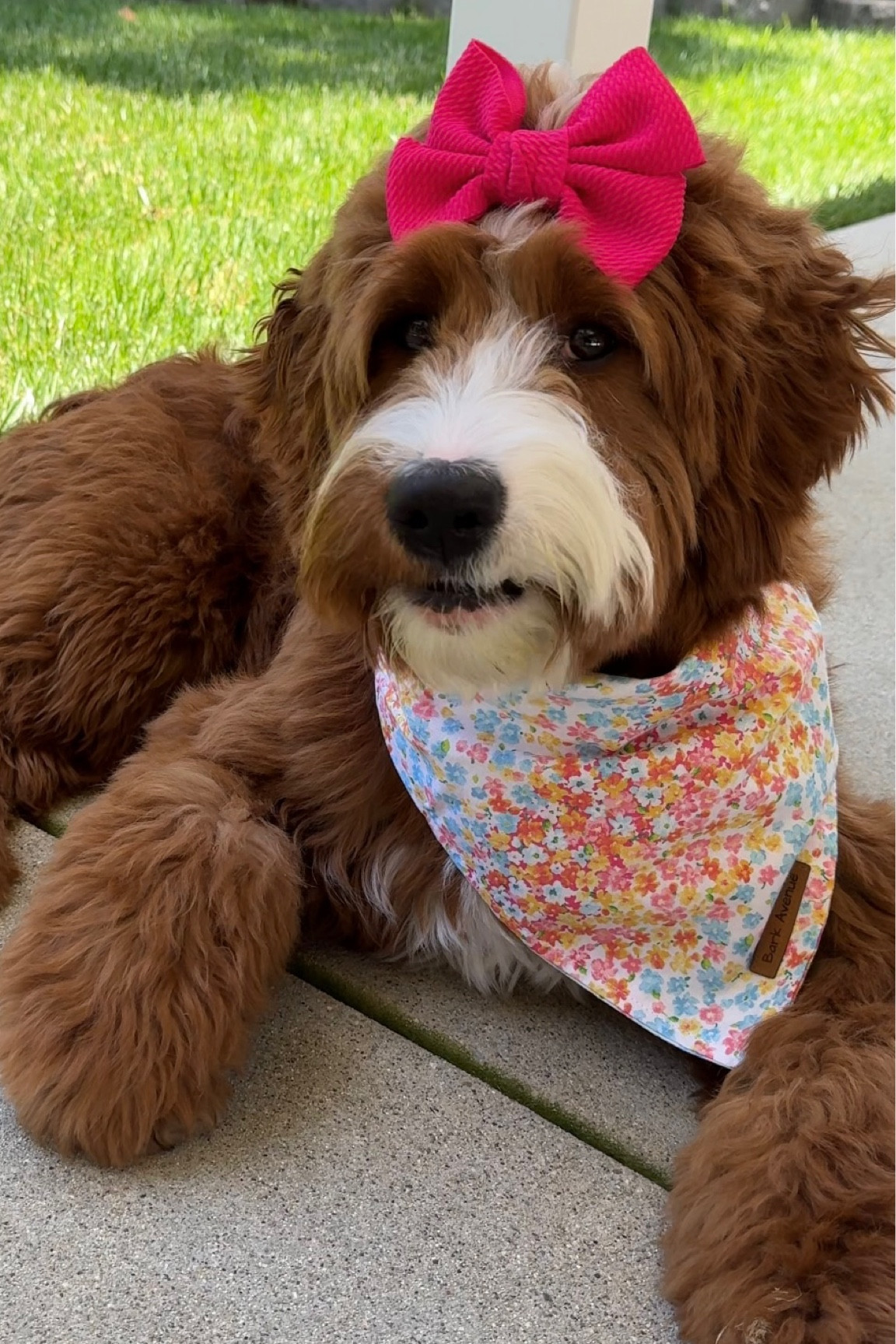 Cutest bandana! We ordered a large!

#LTKSeasonal #LTKfamily #LTKstyletip