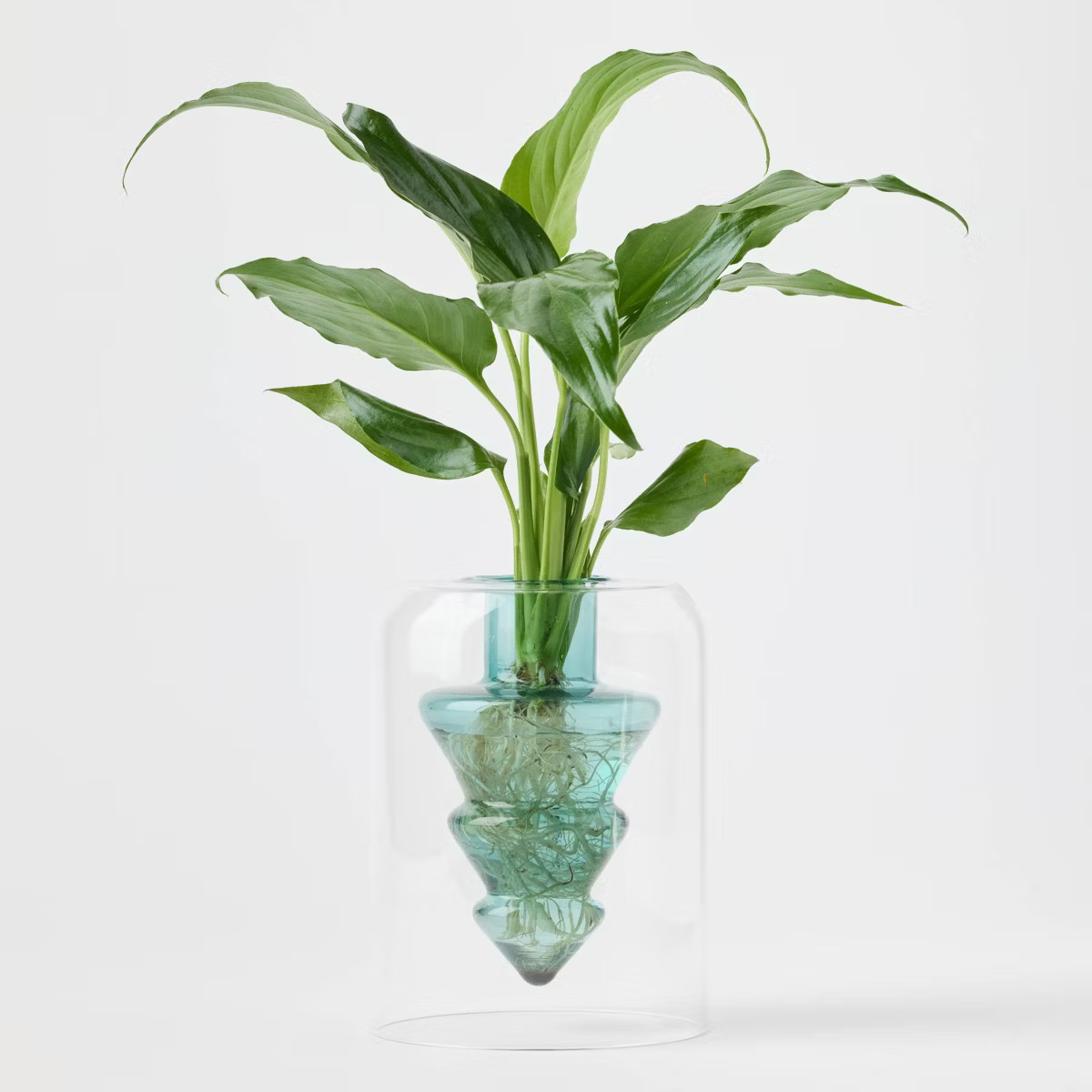 Holiday Floating Pines Live Plant - Good Little Garden™ | Target