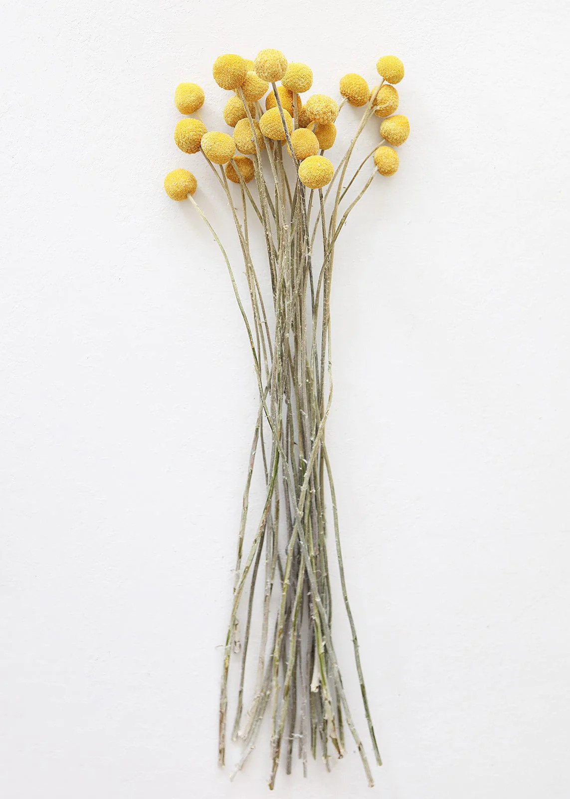 Bundle of 25 Dried Craspedia Billy Buttons - 18-26" | Afloral