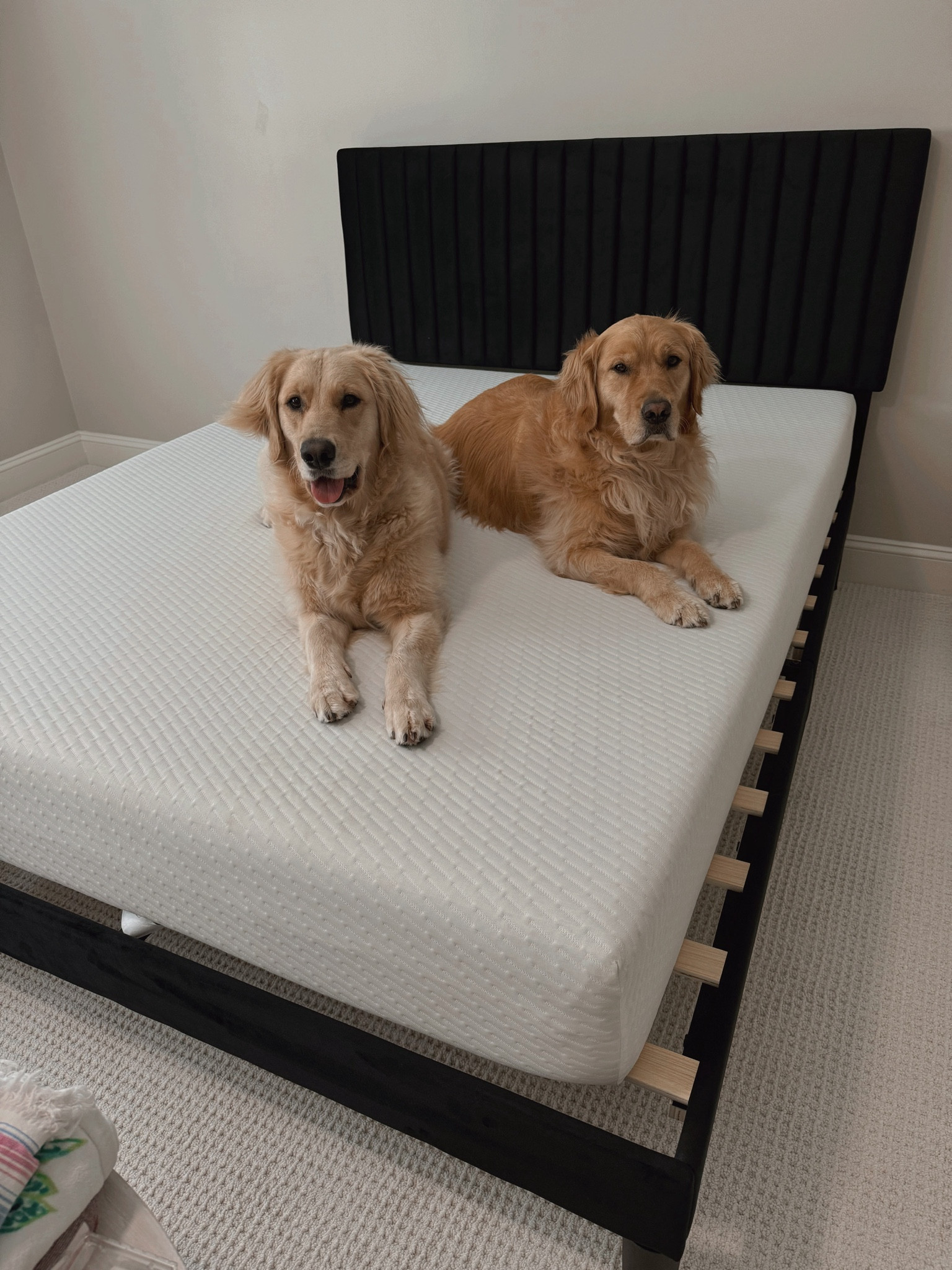 Guest bedroom headboard from Amazon🖤✨also have had this mattress for a minute and have always had good reviews from guests! 🌻

Amazon home / decor / Holley Gabrielle 

#LTKHome #LTKStyleTip