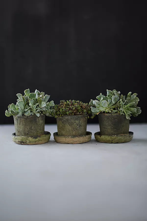 Earth Fired Clay Mini Pot + Saucer, Set of 3 in Grey, Size: 3" at Terrain | Terrain