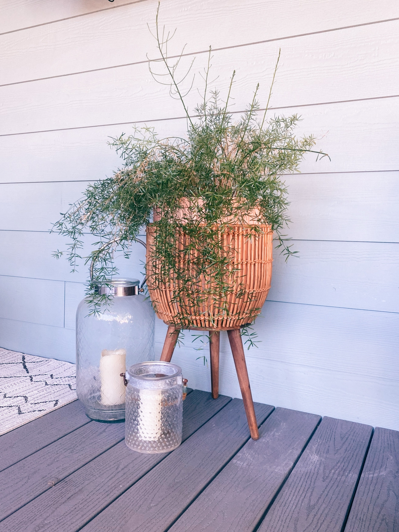 yellow lavender plant Lavandula viridis main image 1