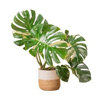 Trending Tropical Thai Constellation Indoor Plant in 10 in. Weave Decor Planter, Average Shipping Height 3 ft. Tall | The Home Depot