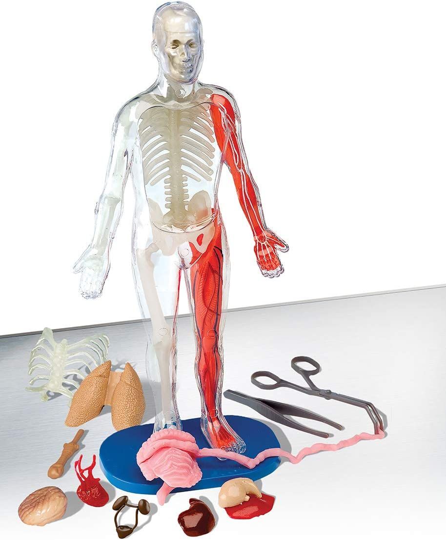 SmartLab Toys Squishy Human Body with 21 Removable Body Parts with Anatomy Book | Amazon (US)